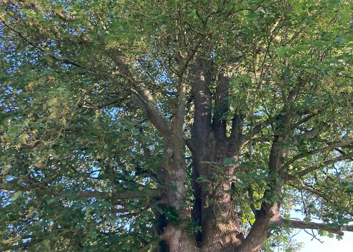 Cour 44 - De Charme Avec Sauna Et Jacuzzi Remicourt